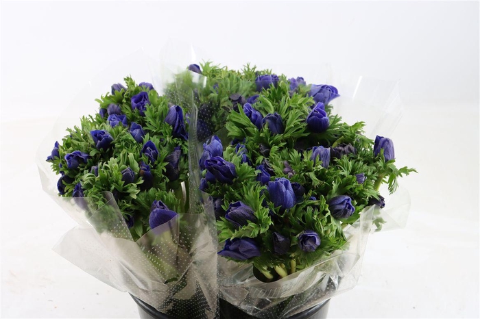 <h4>Anem Marianne Blue</h4>