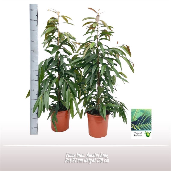 <h4>Ficus Amstel King</h4>