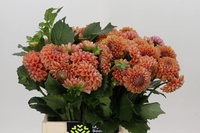 <h4>Dahlia BA 'Cornel Bronze'</h4>