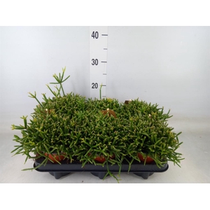 Rhipsalis burchellii