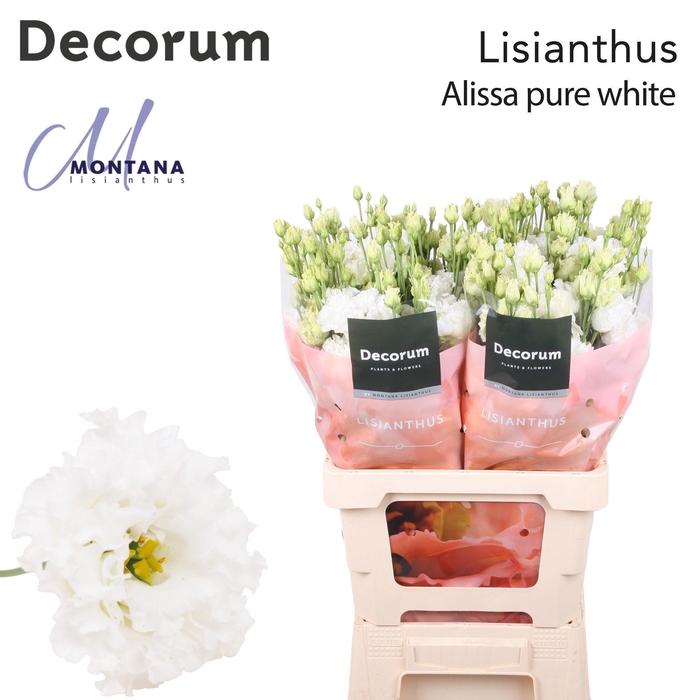 <h4>Lisianthus Alissa pure white 70cm</h4>