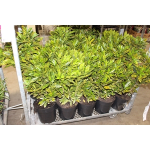 CROTON GOLDEN SUN P24