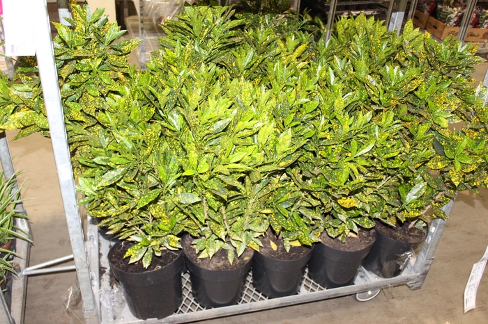 <h4>CROTON GOLDEN SUN P24</h4>