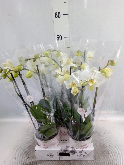 Phalaenopsis   ...white