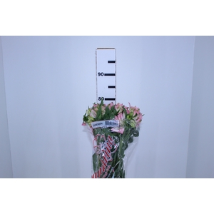 ALSTROEMERIA CHERISH 080 CM