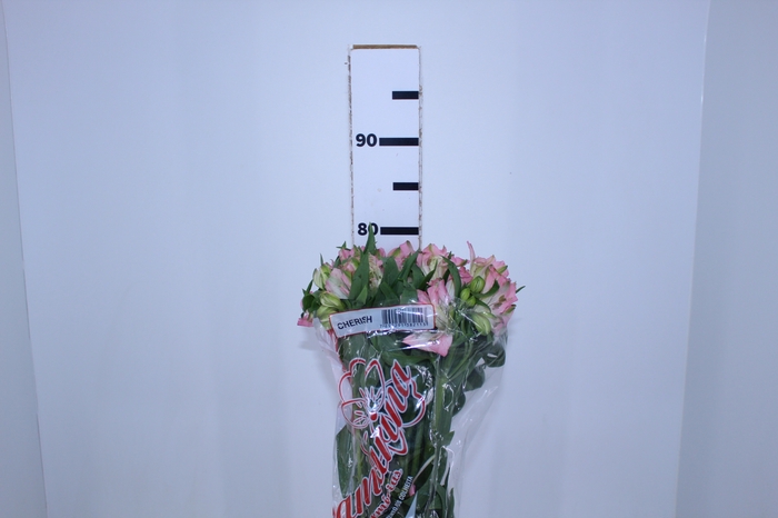 ALSTROEMERIA CHERISH 080 CM