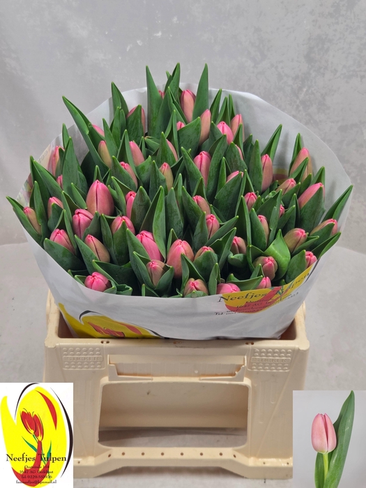 <h4>TU EN TRESOR</h4>