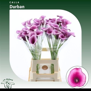 ZANT DURBAN