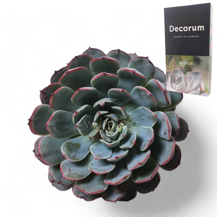 <h4>Echeveria Sitifukumiama Cutflower Wincx-8cm</h4>