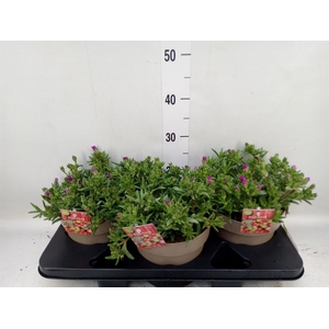 Delosperma coop. 'JewDesert'  ..mix