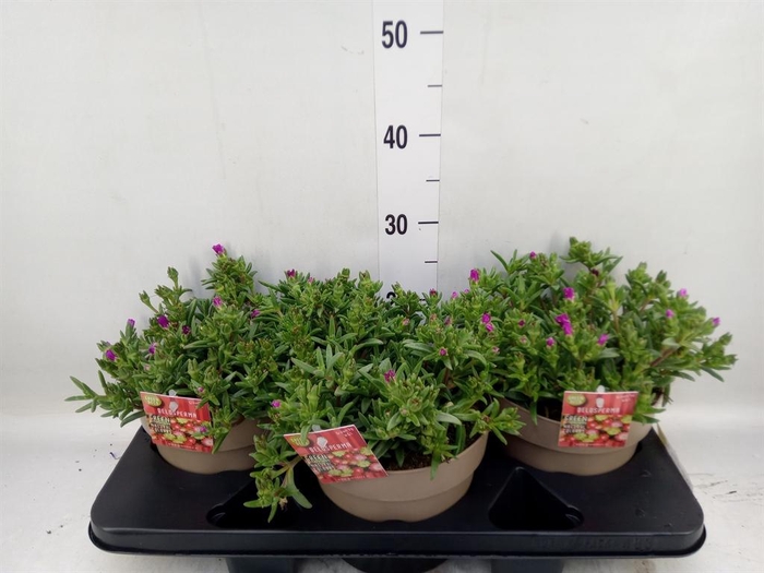 <h4>Delosperma coop. 'JewDesert'  ..mix</h4>
