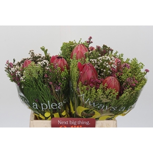 BQ Protea 3 Flowers