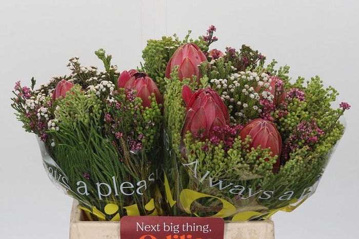 <h4>BQ Protea 3 Flowers</h4>