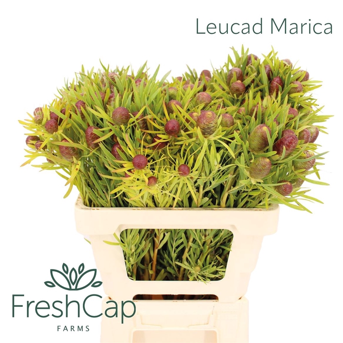 <h4>Leucad Marica</h4>