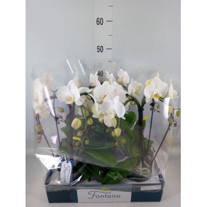 Phalaenopsis   ...white