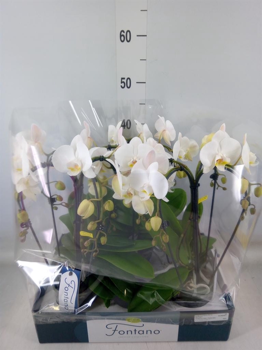 <h4>Phalaenopsis   ...white</h4>