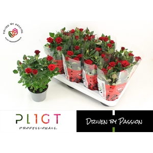 RO SCA MERCEDES KORD