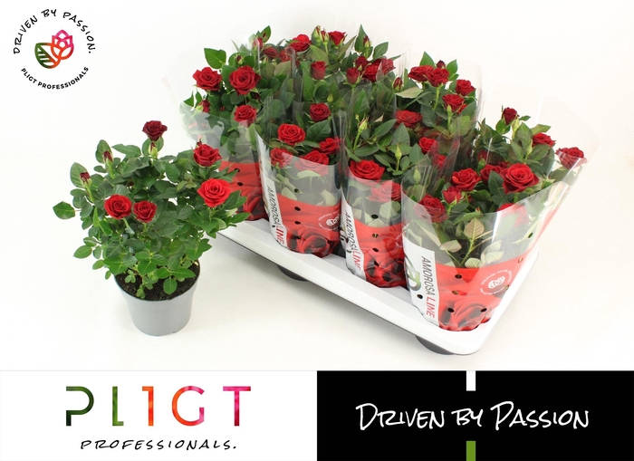 <h4>RO SCA MERCEDES KORD</h4>