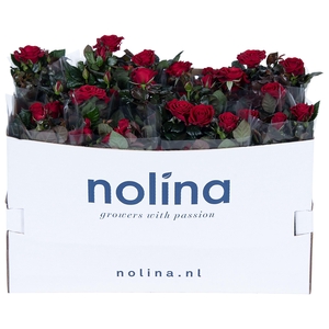 Nolina Roses Ø 13 cm Red in box st. 1-2