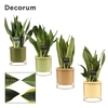 Sansevieria Super Mix 12 cm in Lynn (Silent moods-collection)