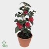 Camellia japonica