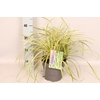 vaste planten 19 cm  Carex Feather Falls