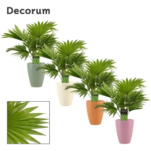 Livistona Rotundifolia 12 cm in Carly (Craft world-collection)