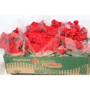 BEGONIA BALADIN P15