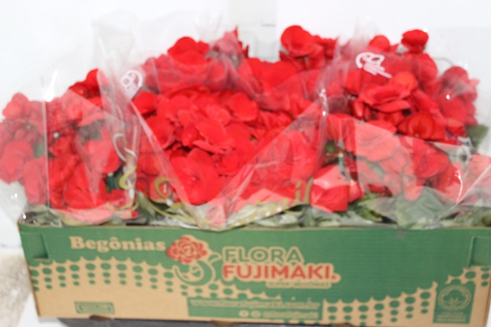 <h4>BEGONIA BALADIN P15</h4>