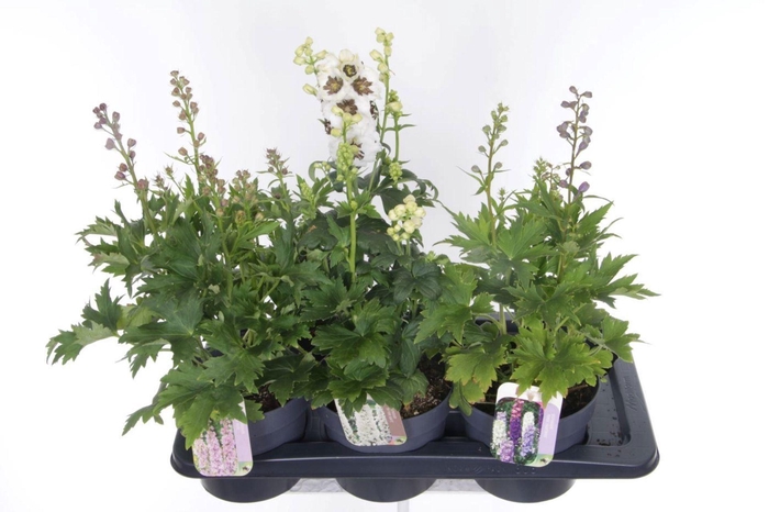 <h4>Delphinium Pacific Giant Magic</h4>