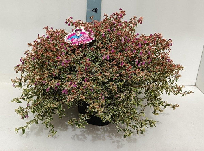 <h4>ABEL GRANDIFLORA</h4>