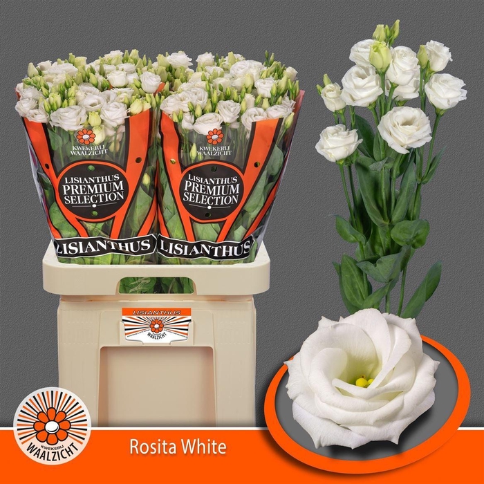 <h4>Eus G Rosi White</h4>