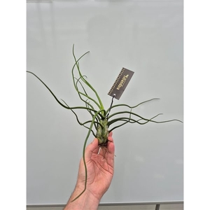 Tillandsia Bulbosa Giant met Label