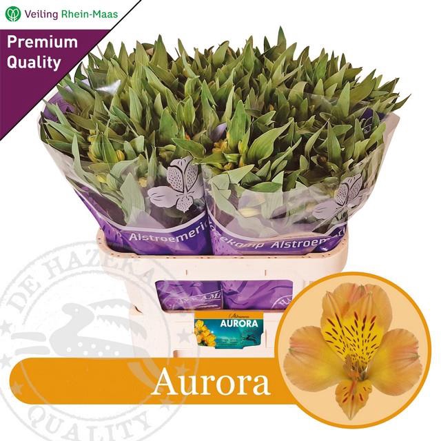 ALSTR AURORA
