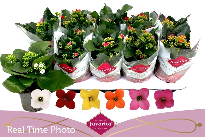 <h4>KAL EN GEM 6 KL</h4>