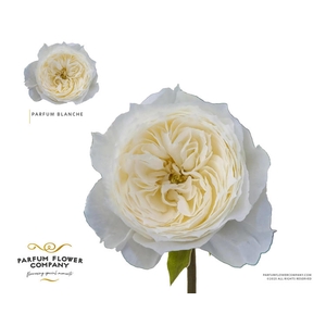 R Gr Garden Parfum Blanche