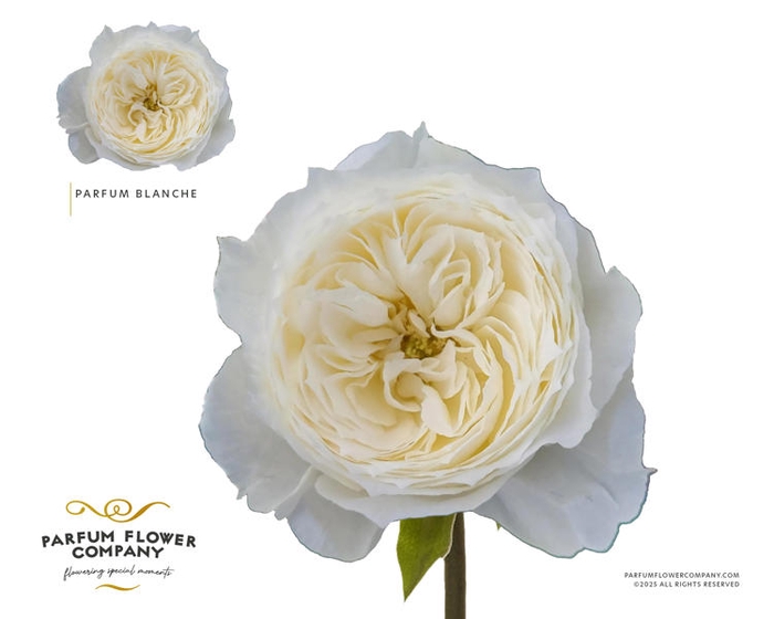 <h4>R Gr Garden Parfum Blanche</h4>