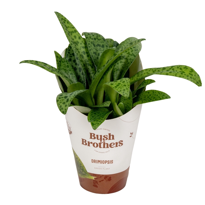 <h4>DRIMIOPSIS MACULATA</h4>