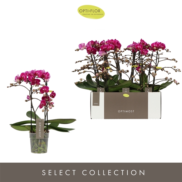 <h4>Phalaenopsis Multiflora Anthura Morelia</h4>