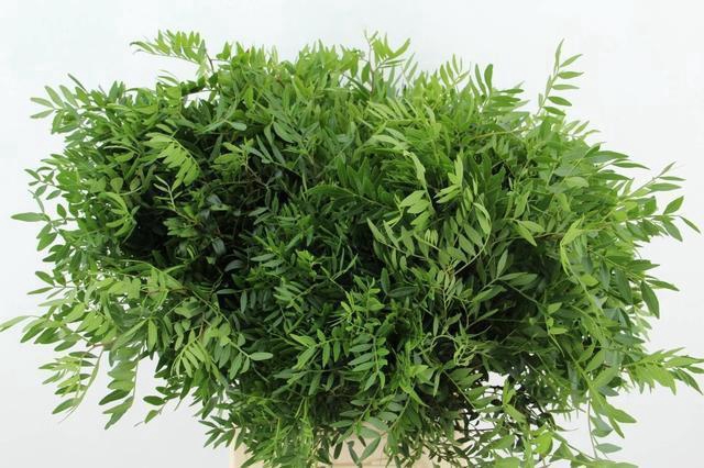 <h4>PISTACIA PER BUNCH</h4>