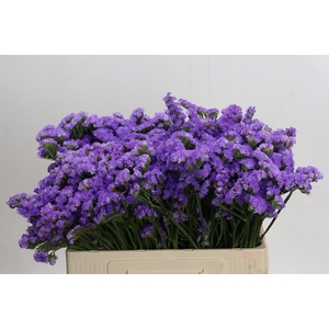 Limonium sinuatum Martin Blue