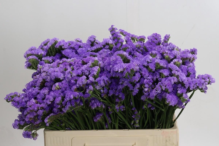 <h4>Limonium sinuatum Martin Blue</h4>