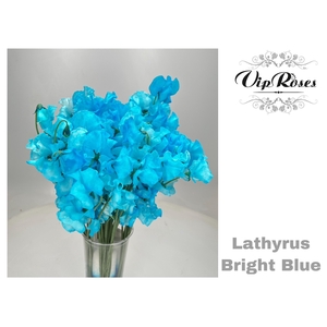 LATHYR BRIGHT BLUE