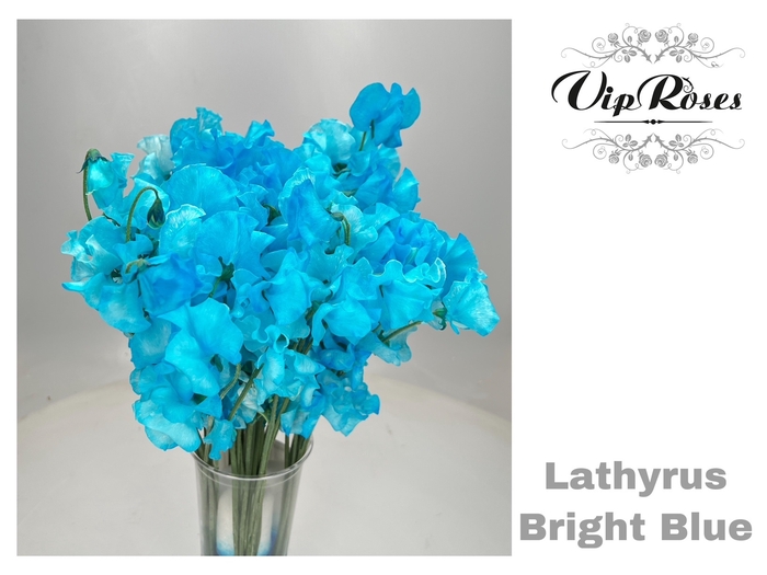 <h4>LATHYR BRIGHT BLUE</h4>