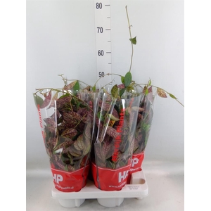 Aeschynanthus marmoratus