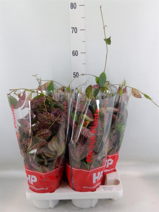 <h4>Aeschynanthus marmoratus</h4>