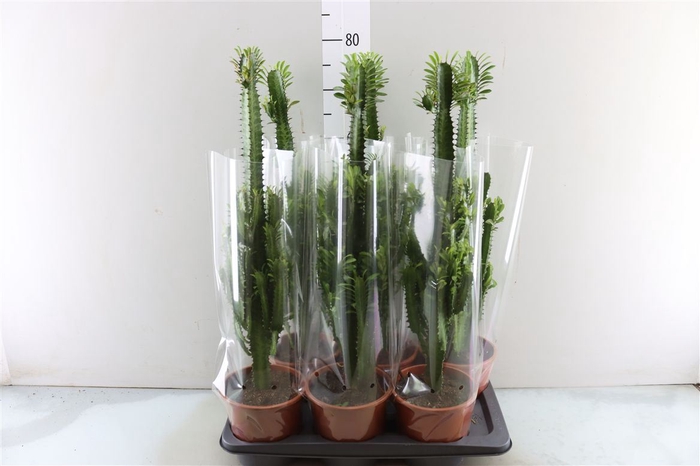 <h4>Euphorbia Trigona</h4>