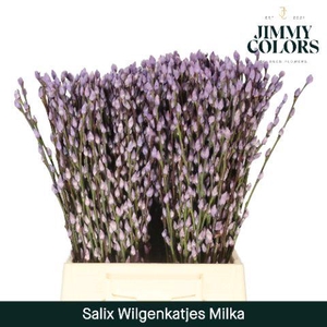 Salix Katjes L50 Milka