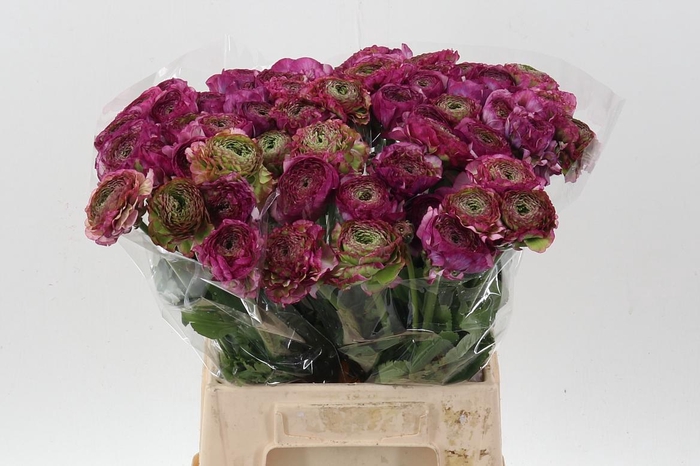 <h4>Ran Pon Pon Malva</h4>