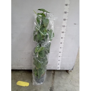 Philodendron scand.